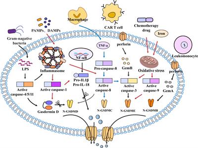 Potential therapeutic role of pyroptosis mediated by the NLRP3 inflammasome in type 2 diabetes and its complications